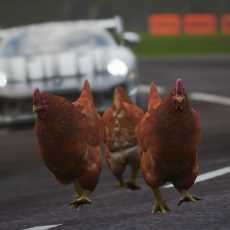 Chicken!